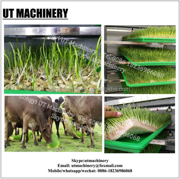 Equipamento de processamento de raízes de feijão para consumo diário de água de 3m3 Produção de brotos