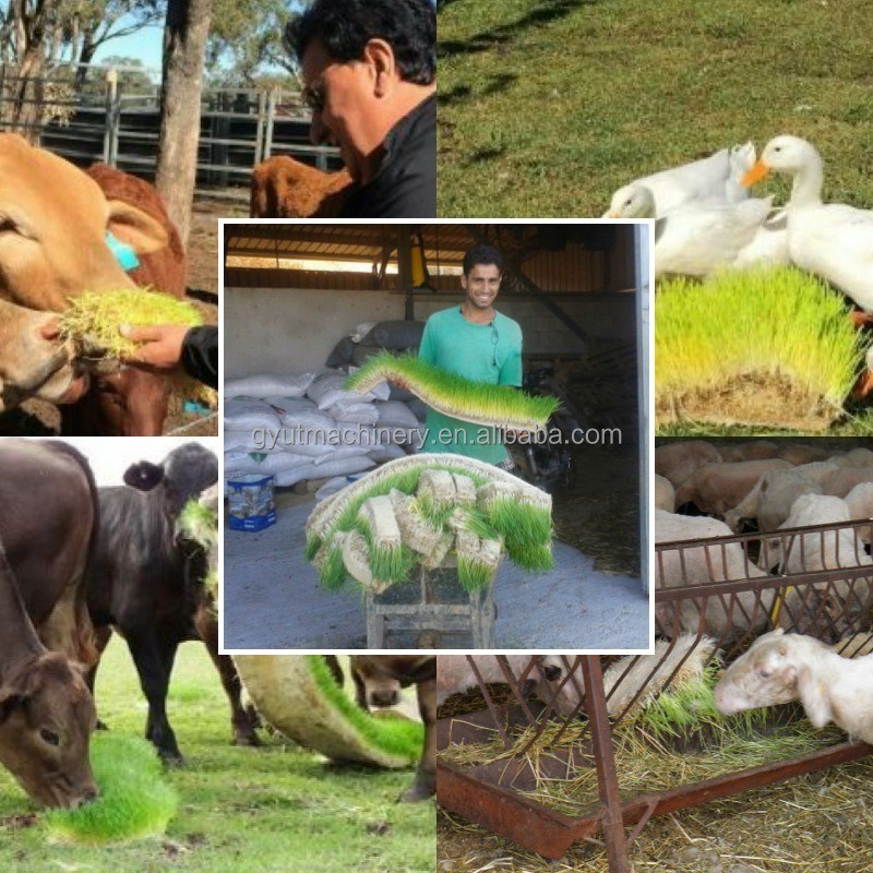 Máquinas hidropónicas de germinação de cevada sem casca 3-4 dias Ciclo de produção 1,5 toneladas Capacidade