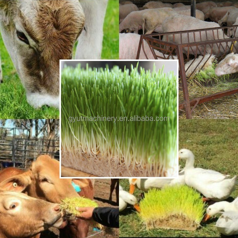 Máquina de germinação de forragem de ervilhas de milho com recipiente hidropônico totalmente fechado de tensão personalizada