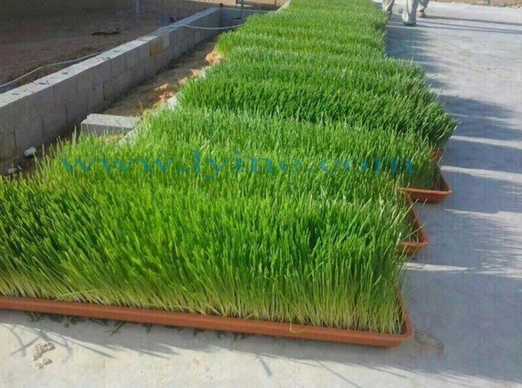 Máquina de colheita de chá para aquaponia personalizada